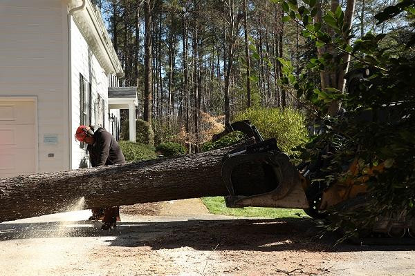 treepruningserviceswakeforest.jpg