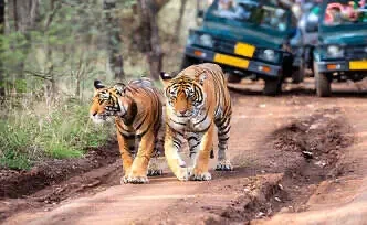 ranthambore_safari_timings1.webp