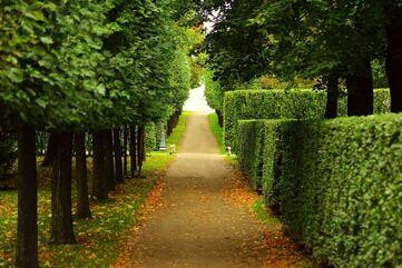 hedged-walkway.jpg