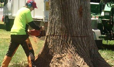 treeservicesaurora.jpg