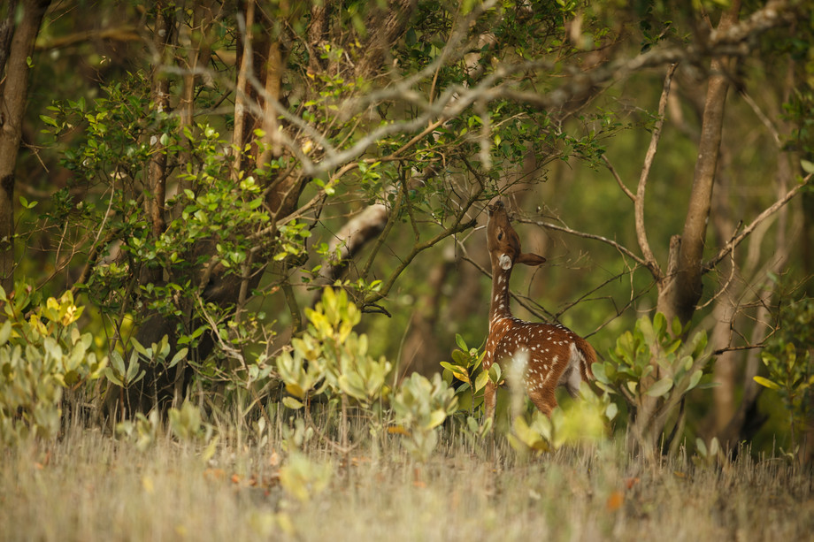 beautifulaxisdeerfromsundarbanstigerreserveindia.jpg
