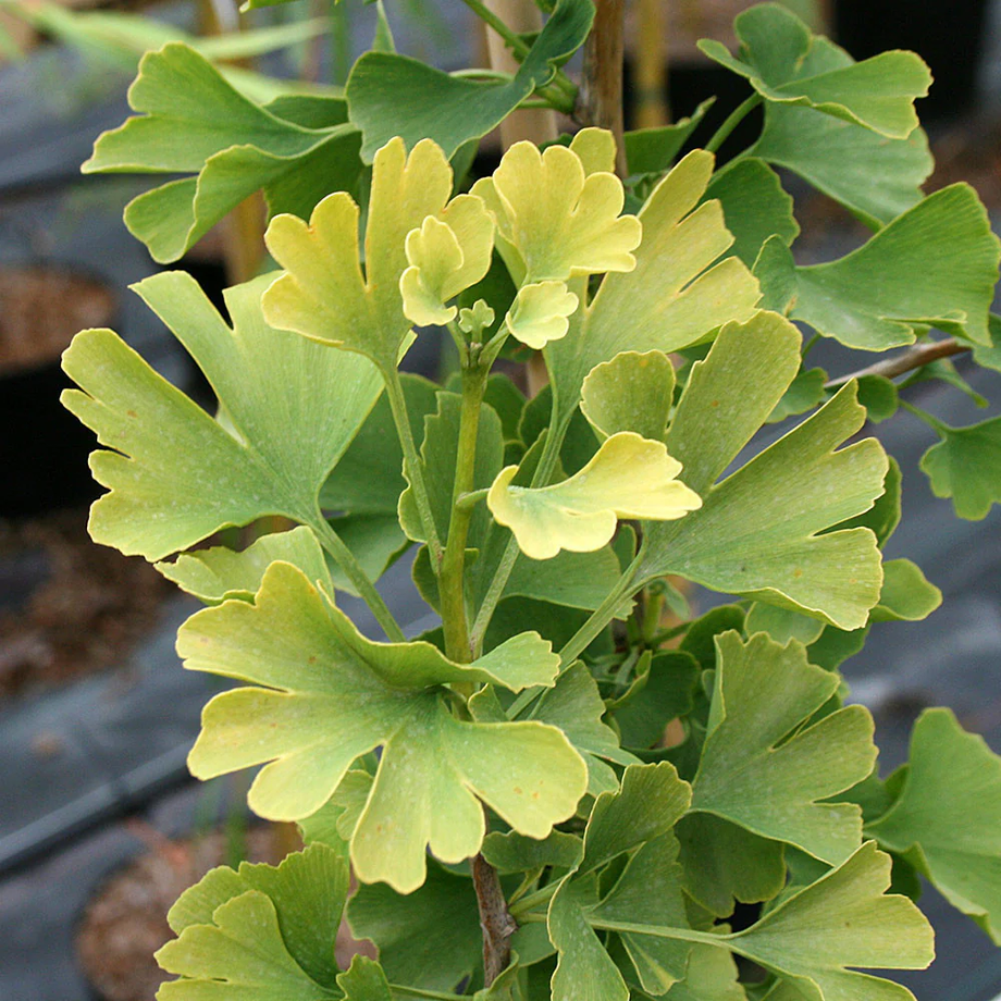ginkgo trees