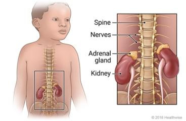 neuroblastomatherapeutics.jpg