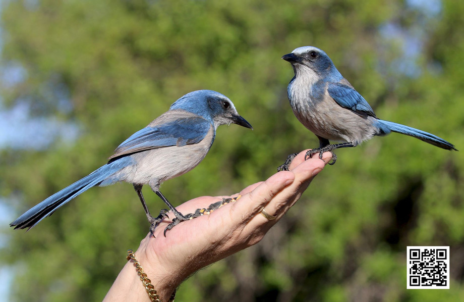 theimportanceofnativeplantsforwildbirds.jpg