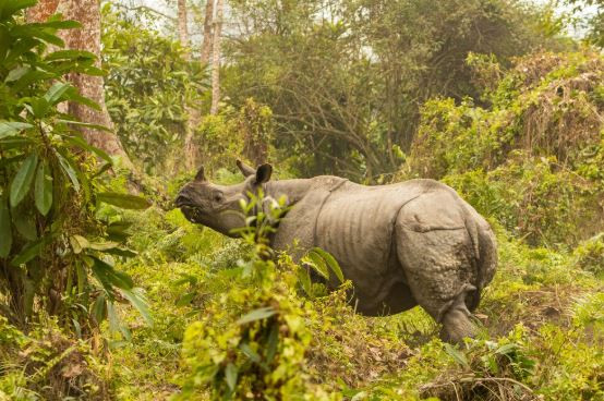 Kaziranga National Park safari tours: The bottom line 