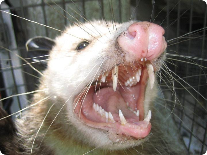 opossumteeth.jpg