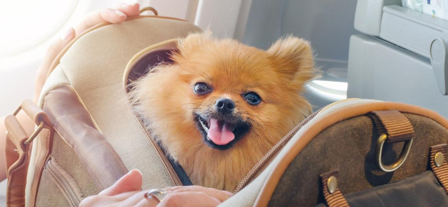 pettravelazul.jpg