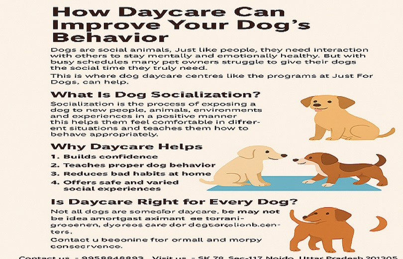 howdaycarecanimproveyourdogsbehavior.jpg