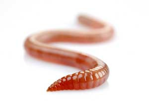 wormy.jpg