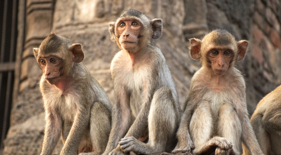 monkeysinthailandduringlockdown.png