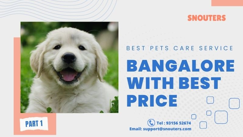 dogboardinginbangaloreatbestpriceonsnouters.jpg