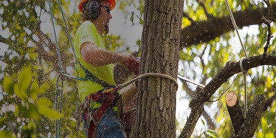 treeservice.jpg