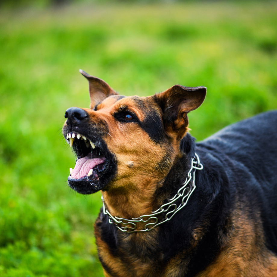 aggressivedog.png
