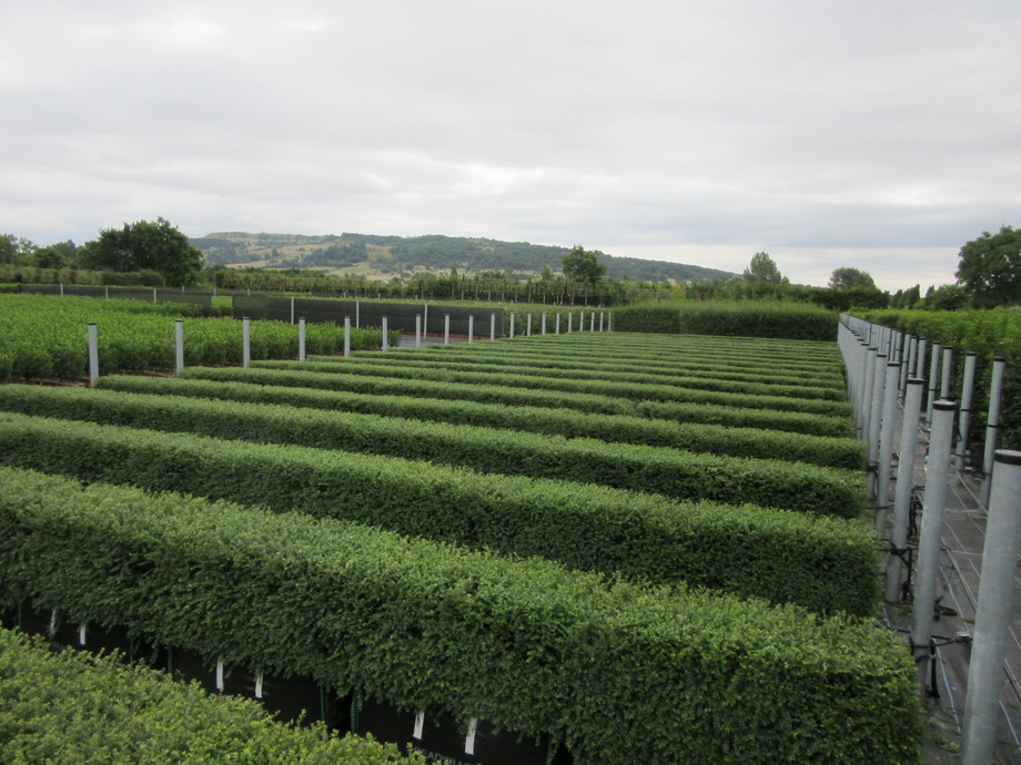 honeysucklehedge.jpg