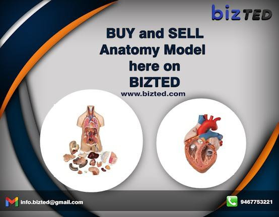 humanbodyanatomymodelmanufacturer.jpg