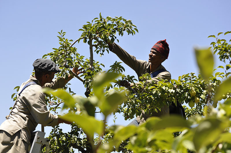 elginvalleyfruitfarm.jpg