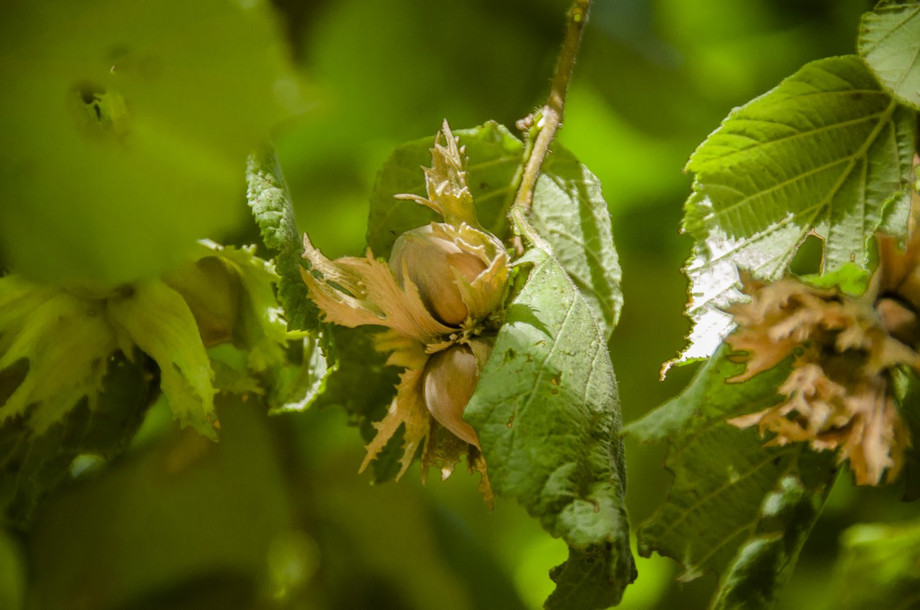 produttori nocciole biologiche.jpg