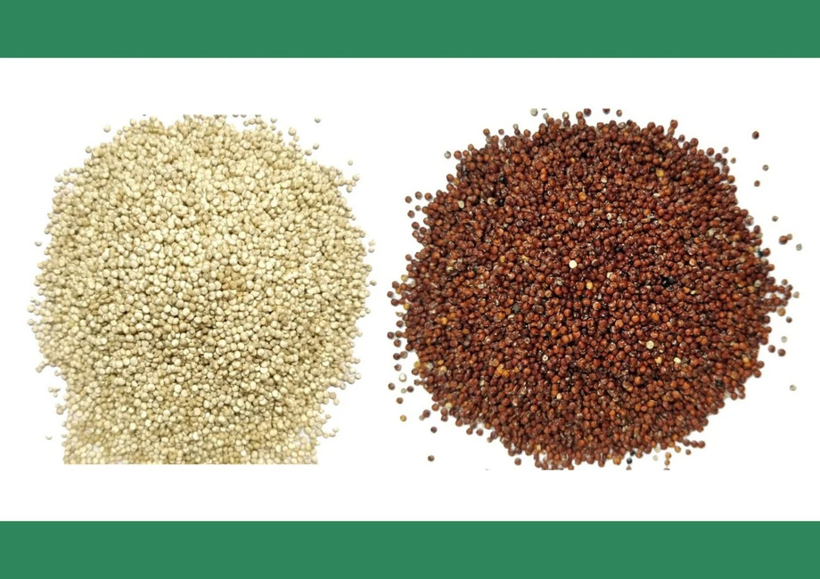Scaling Orders Without Losing Quality: The Role of a Quinoa Seed Supplier India