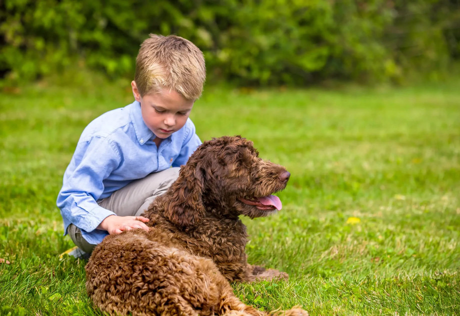 petstopinvisibledogfence12048x14091.jpg