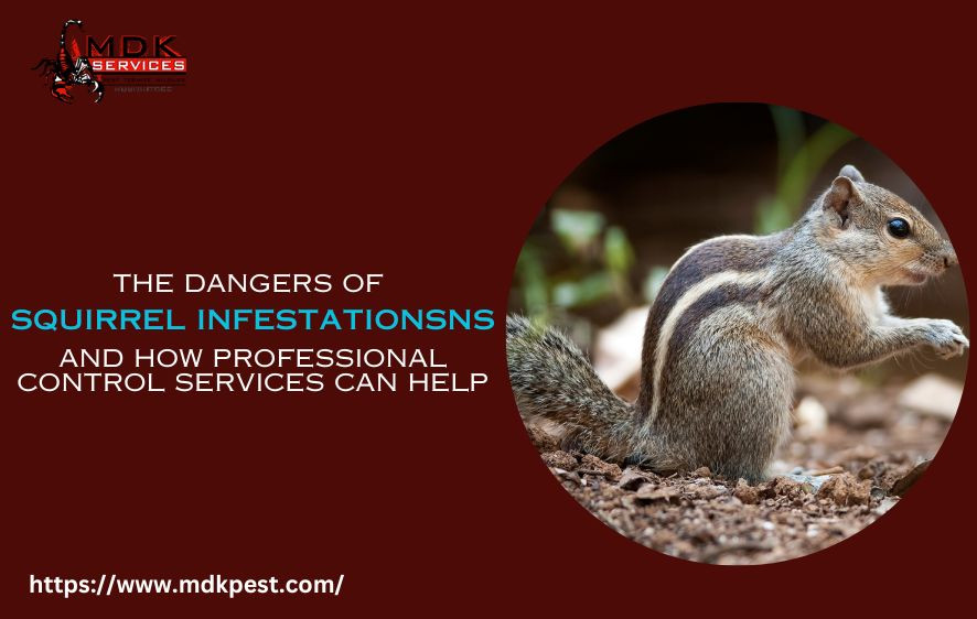 thedangersofsquirrelinfestationsandhowprofessionalcontrolservicescanhelp.jpg