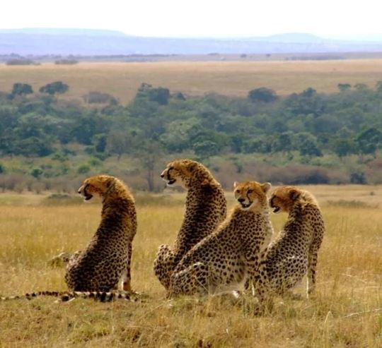 Wildebeest Migration Safari Packages: The bottom line 