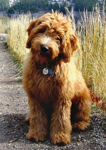 taylor_puppy_2007_b.jpg