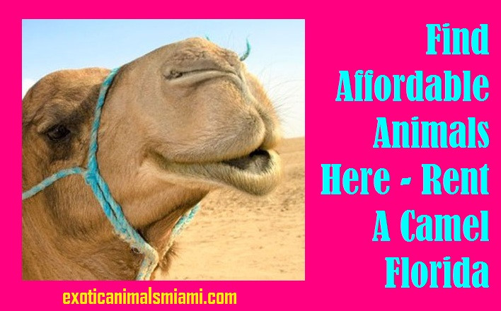 findaffordableanimalshererentacamelflorida.jpg