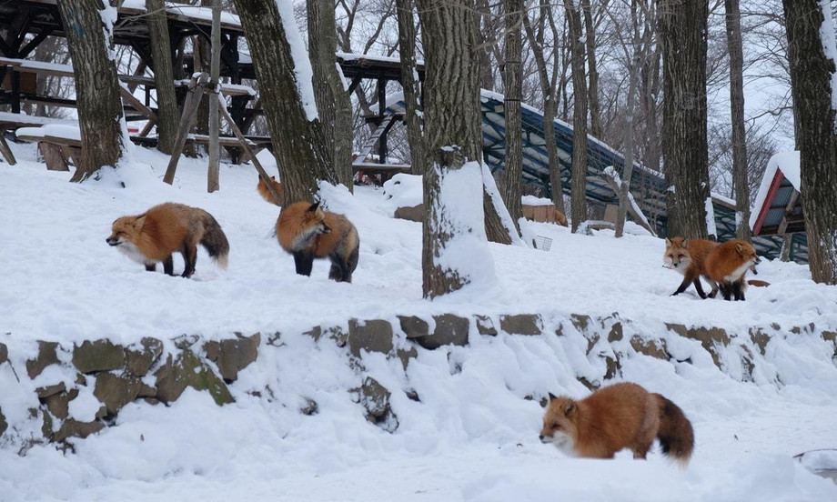 Giới Thiệu Về Làng Cáo Zao Kitsune