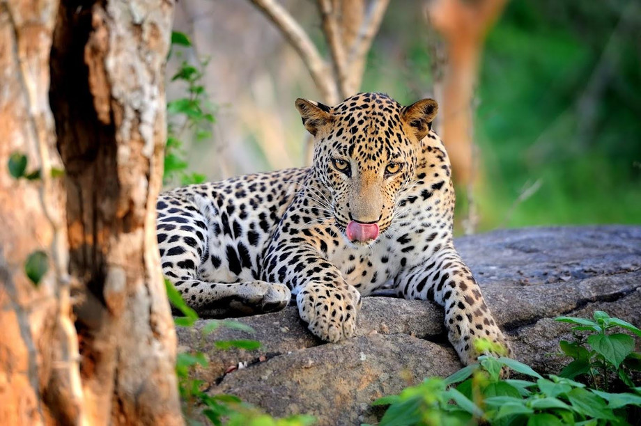 yalanationalpark.jpg