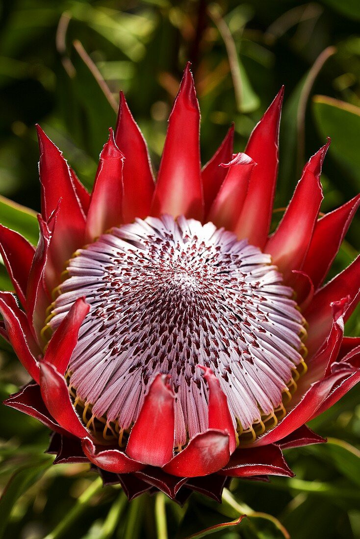 rotekingprotea.jpg