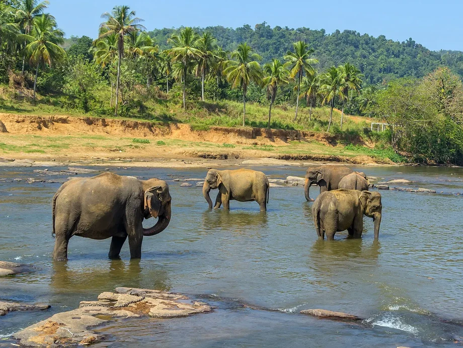 elephantssrilanka.webp