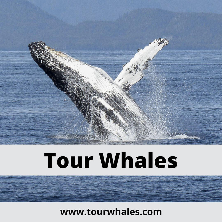 tourwhales.jpg