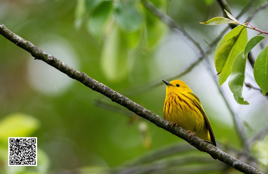 whybirderslovespottingthemacgillivrayswarbler.jpg