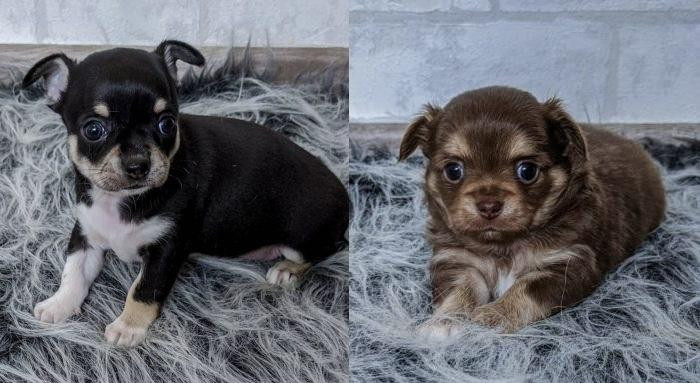 mistakestoavoidwhilebuychihuahuanearme.jpg