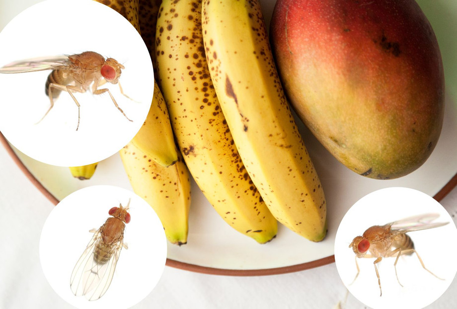 howtopreventfruitfliesftblog07247060ee343a7c4676af481177d290e20f.jpg