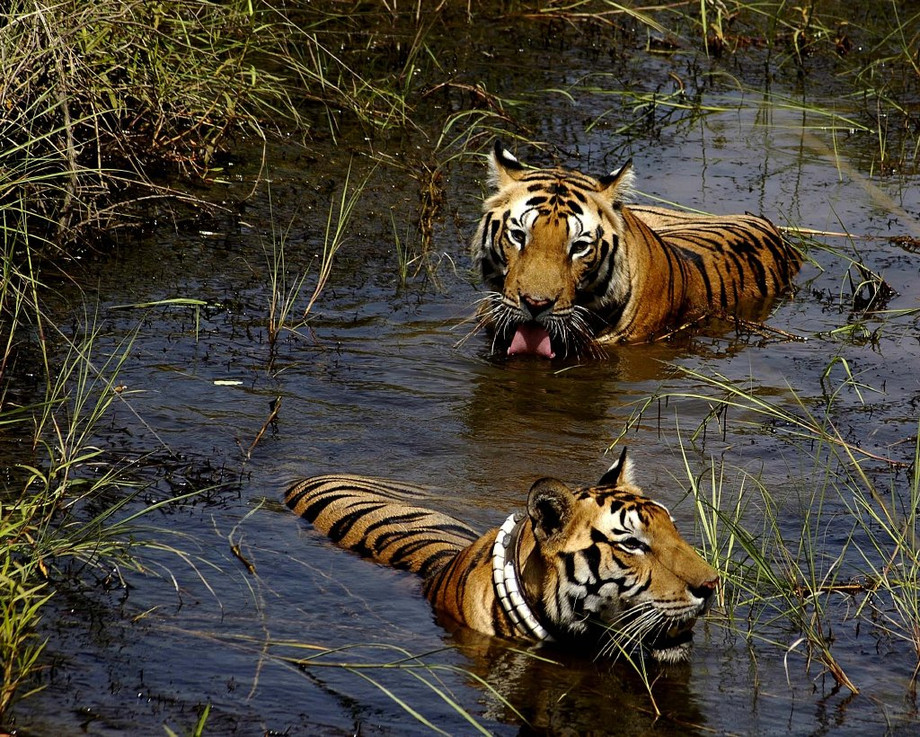 Tiger safari kanha national park.jpg