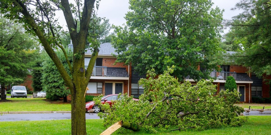 treefellonneighborshousetampajpg.jpg
