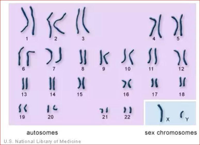 chromosomes1.JPG