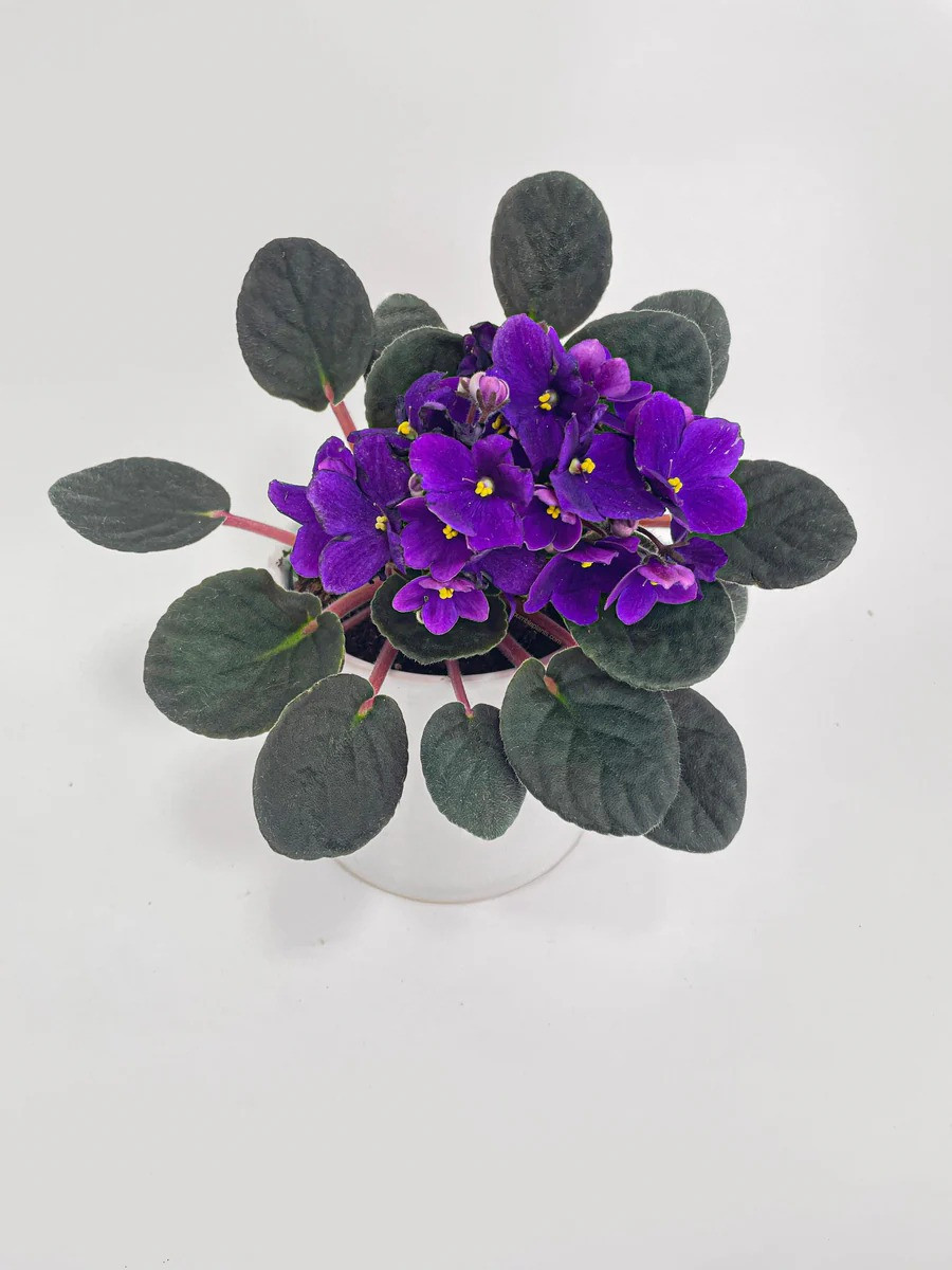 african_violet_saintpaulia_purple_1.jpeg