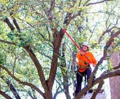 baystlouistreeremovalacadiantreeandstumpremovalservice.jpg