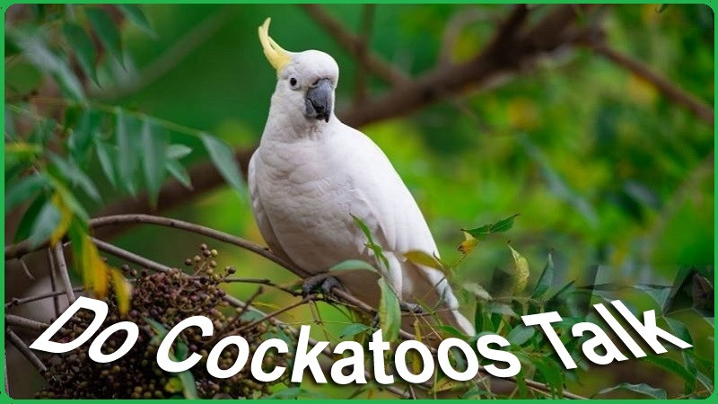 docockatoostalk.jpg