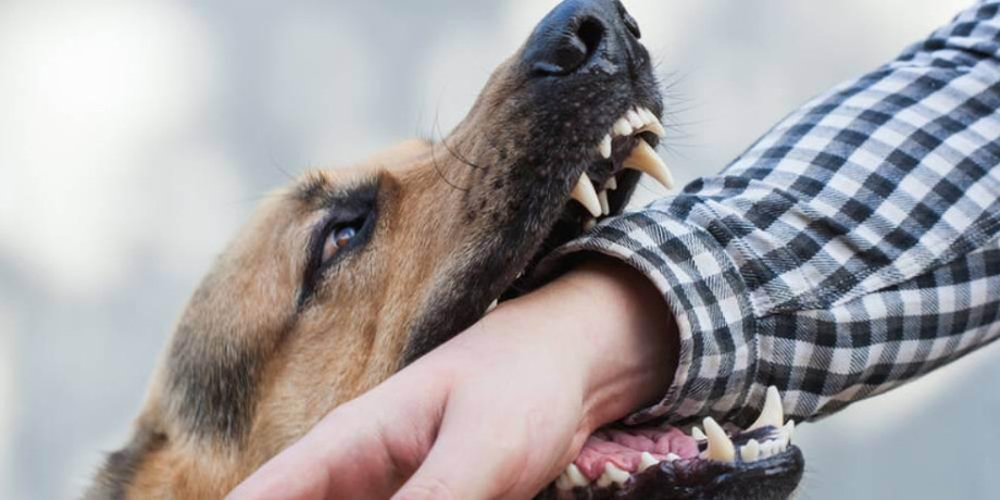 dogbiting.jpg