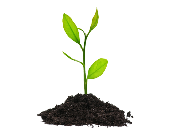 plants-png--27.png