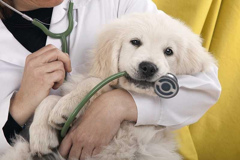 dogduringvetvisit_resized.jpg