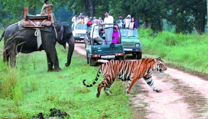safaritoursinindia.jpg