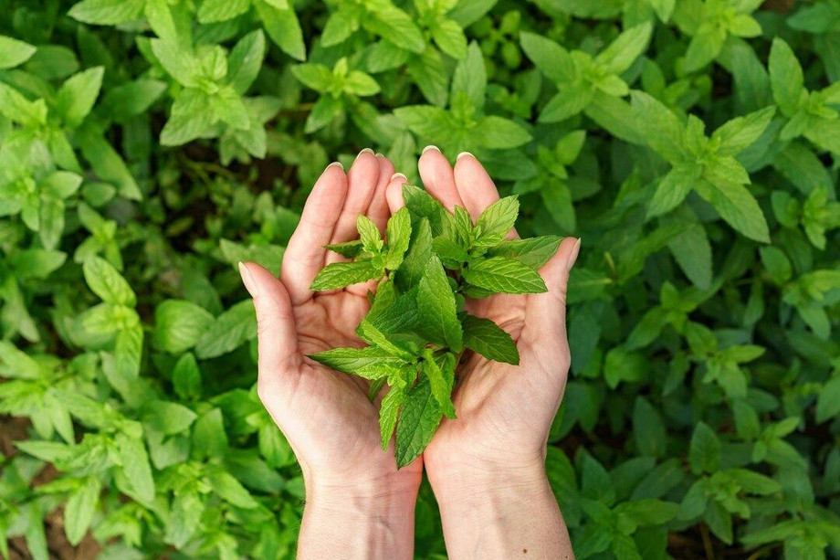 bunchfreshmintfemalehands_1585956937.jpg