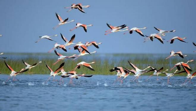chilika_lake10.jpg