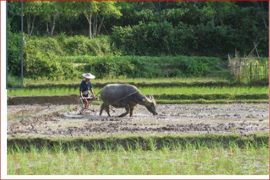 Figure 2: Water buffalo plowing in preparation for rice transplanting, Dianbai, Guangdong, China  courtesy of the author).