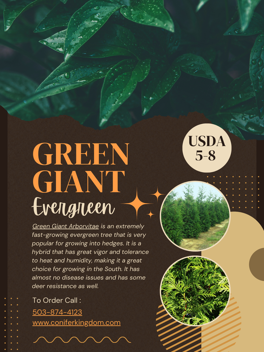 qualitiesofgreengiantarborvitae.png