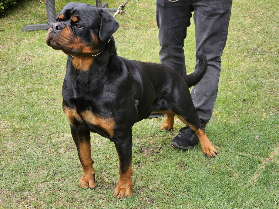 wheretobuyrottweilerpuppies.jpg